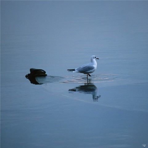 Photo The seagull break par Philip Plisson