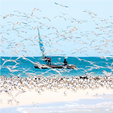 Photo Seabirds par Philip Plisson