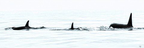Photo Rencontre avec les Orques par Philip Plisson