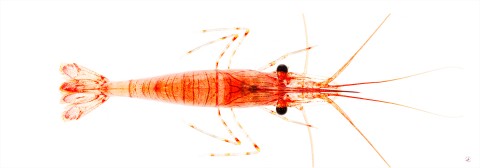 Photo Shrimp in transparency par Pêcheur d’images