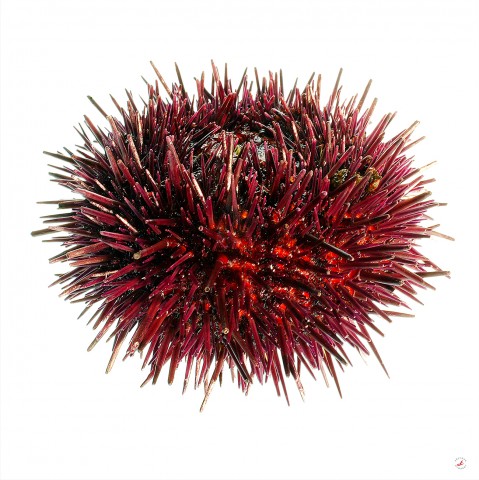 Photo Sea urchin par Pêcheur d’images
