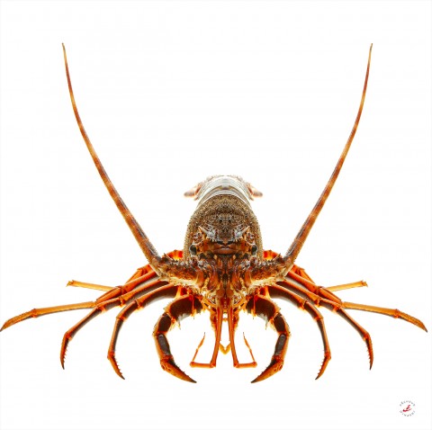 Photo Spiny lobster par Pêcheur d’images
