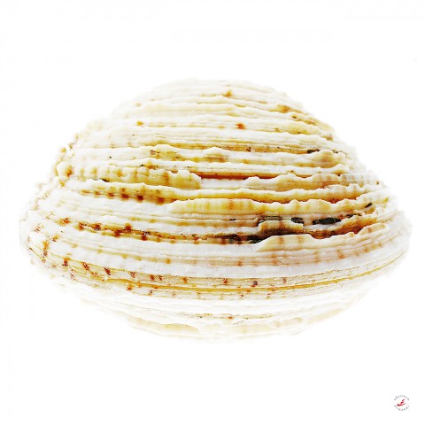 Photo A Venus clam closed par Pêcheur d’images