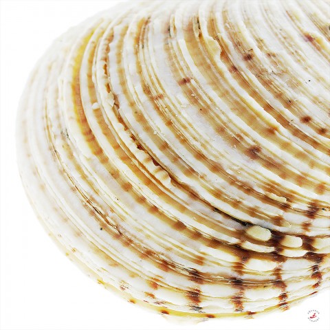 Photo Venus clams drawing par Pêcheur d’images