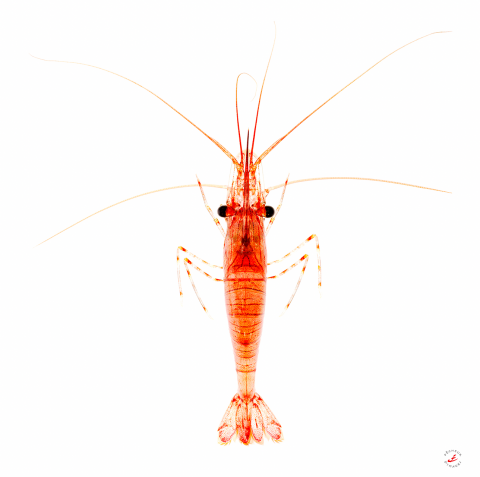 Photo Pink shrimp par Pêcheur d’images