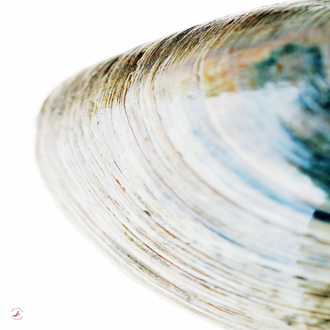 Photo Colors of a clam par Pêcheur d’images